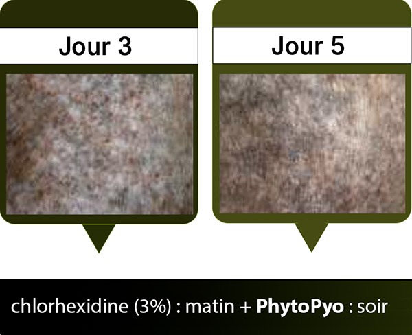 Traitement avec la solution PhytoPyo du chien Baloo - Amélioration sensible visible sur les jours 3 et 5