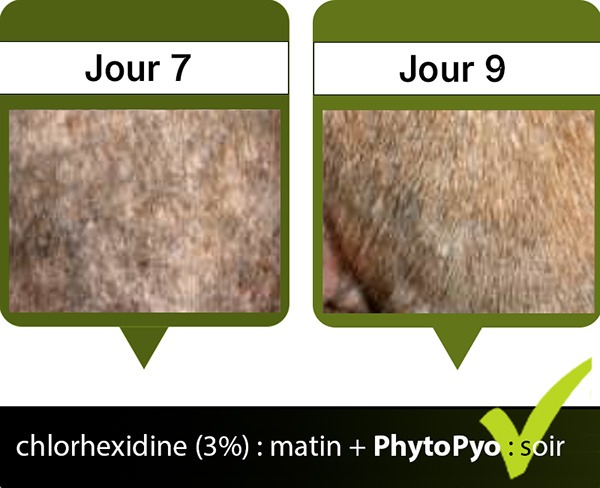 Traitement avec la solution PhytoPyo du chien Baloo - rétablissement dès le jour 9