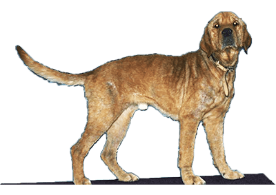 Baloo - chien atteint de folliculite bactérienne généralisée dont l'équipe médicale envisageait l'euthanasie