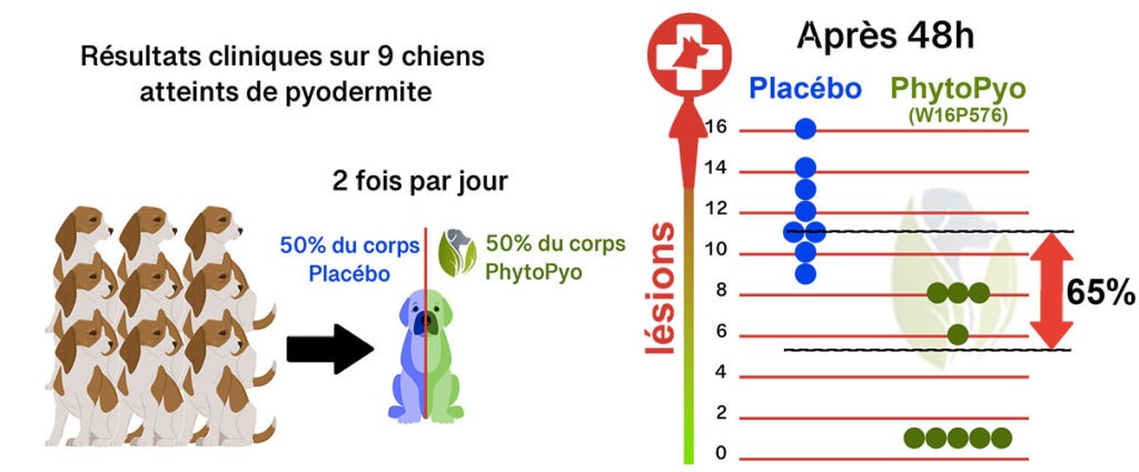 Résultats cliniques 9 chiens traités contre la pyodermite à 50% avec PhytoPyo et 50% avec un placébo En 48h, 65% d'amélioration avec PhytoPyo