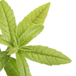 Feuilles de verveine, extrait de la librairie de plus de 1000 plantes d'Alphanosos